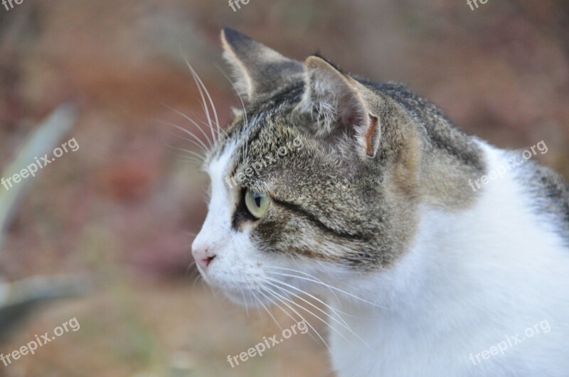 Greek Stray Cat Cat Cats Animals