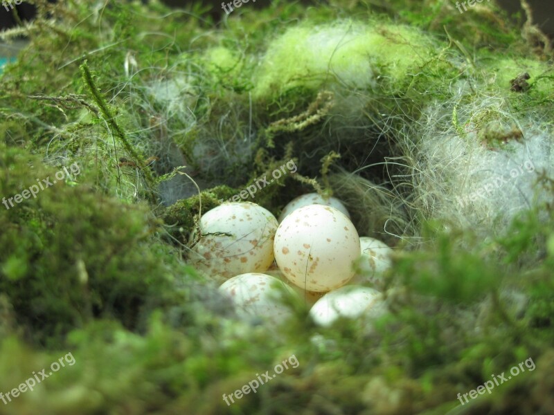 Bird's Nest Nesting Place Nest Egg Tit Nest