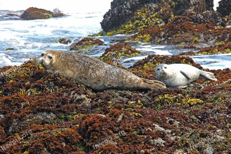 Harbor Harbor Seals Seal Seals Coast