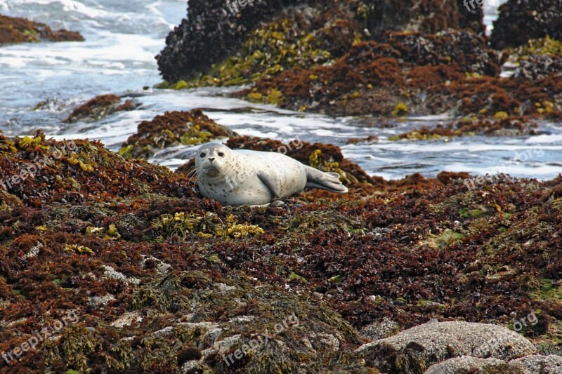 Harbor Harbor Seals Seal Seals Coast