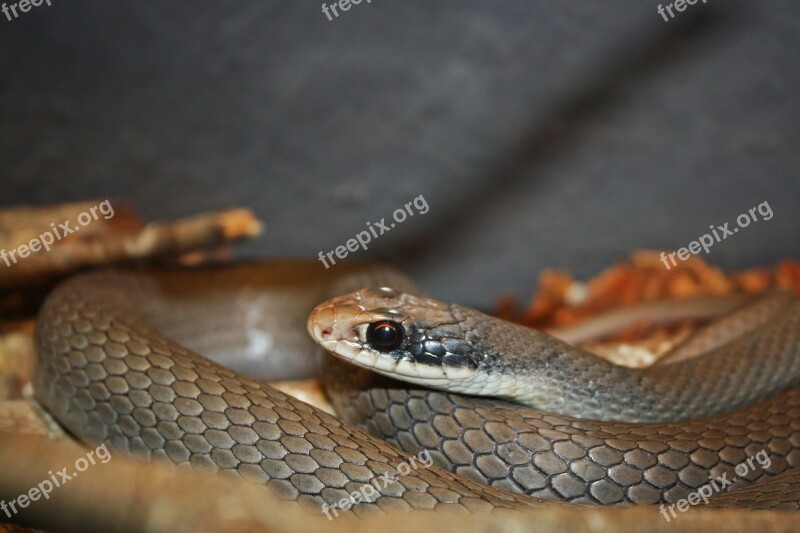 Snake Reptile Serpentes Snakes Animal