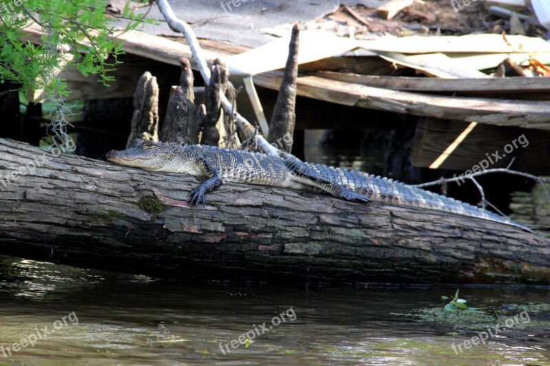 Alligator Swamp Bayou Animal Crocodile