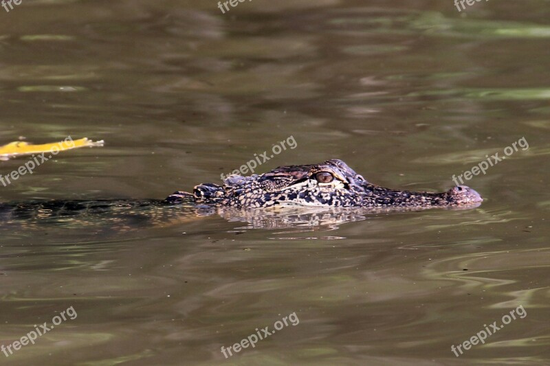 Alligator Swamp Bayou Animal Crocodile