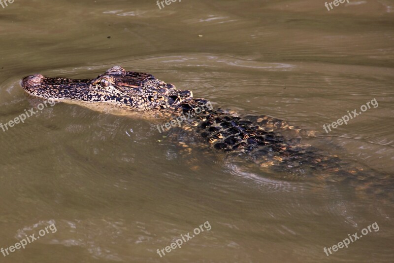 Alligator Swamp Bayou Animal Crocodile