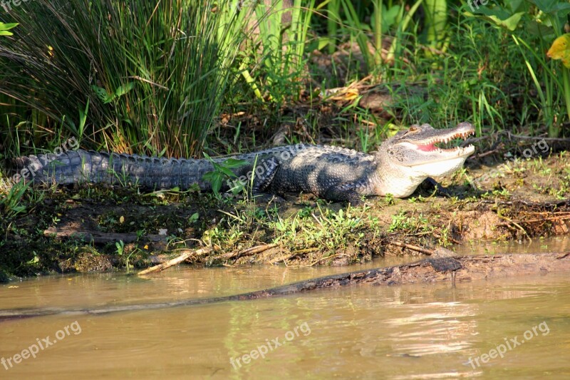 Alligator Swamp Bayou Animal Crocodile