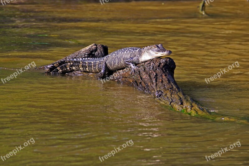 Alligator Swamp Bayou Animal Crocodile