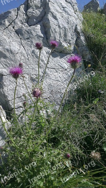 Thistle Thistles Mariendisteln Silybum Silybum Marianum