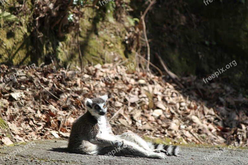 During A Break In Zoo Nagasaki Bio Park Animals Sit On The Street Ring Tailed Lemur