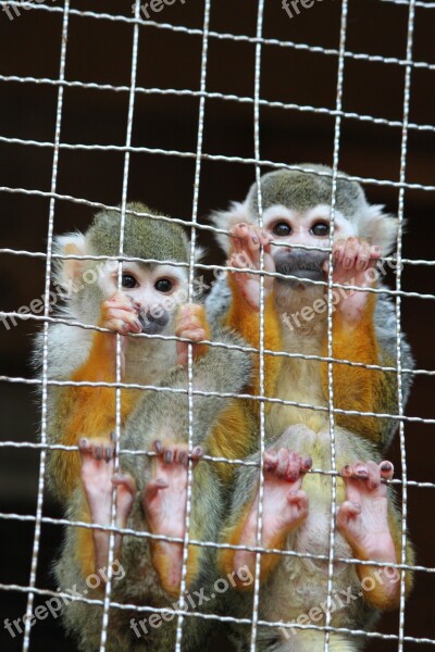 Monkey Nagasaki Bio Park Zoo Brothers And Sisters Tarsier