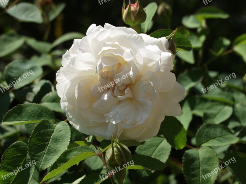 Rose Blossom Bloom White Bloom