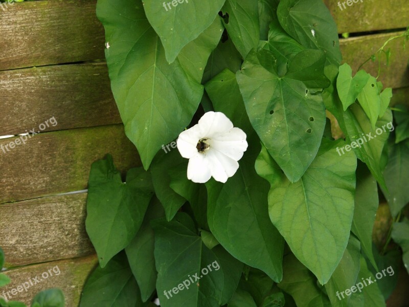 Bindweed Toxic Weed Garden Creeper