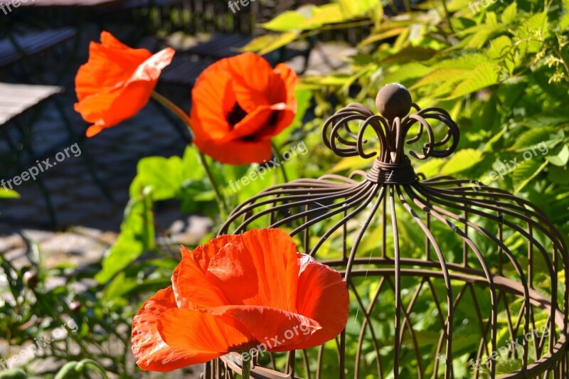 Flowers Poppy Red Garden Blossom