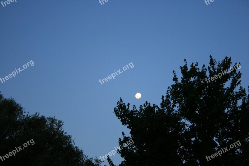 Blue Sky Moon In The Day Rising Moon Dark Trees Nature