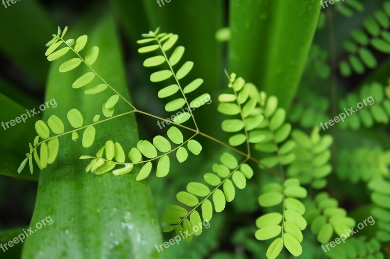 Leaf Nature Rain Forest Glass