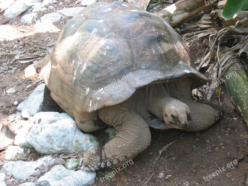 Turtle Giant Tortoise Tortoise Panzer Armored