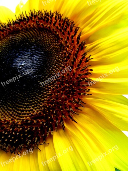 Sunflower Flower Summer Yellow Plant