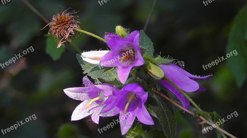 Forest Flower Blossom Bloom Forest Wild Plant