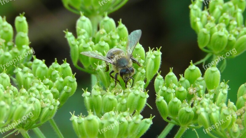 Bee Worker Bee Flower Nature Insect