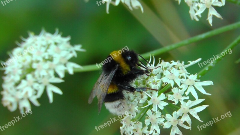 Hummel Insect Pointed Flower Summer Flower