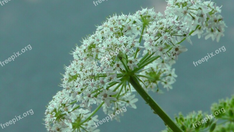 Pointed Flower Meadow Wildflowers Close Up Wild Flower