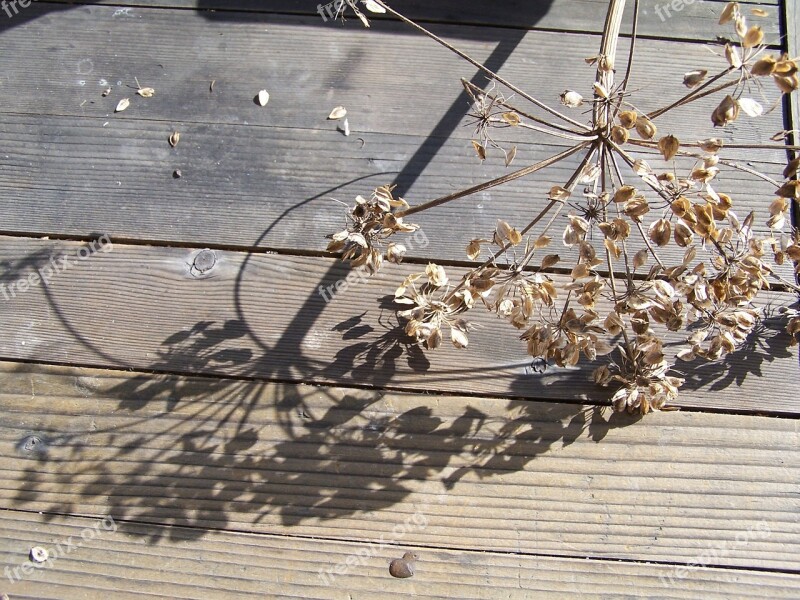 Shadow Filigree Plant Light Free Photos