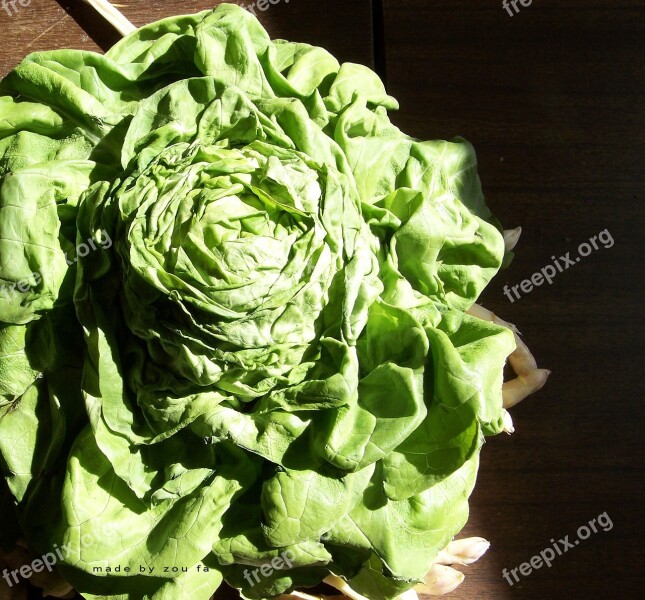 Lettuce Salad Vegetables Food Free Photos