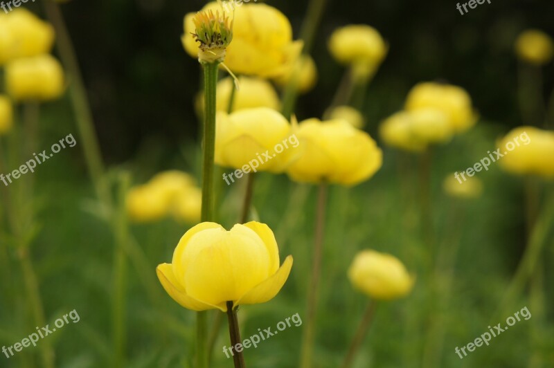 Buttercup Yellow Nature Mountains Alpine