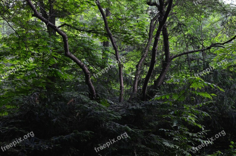 Forest Bush Bushes Free Photos