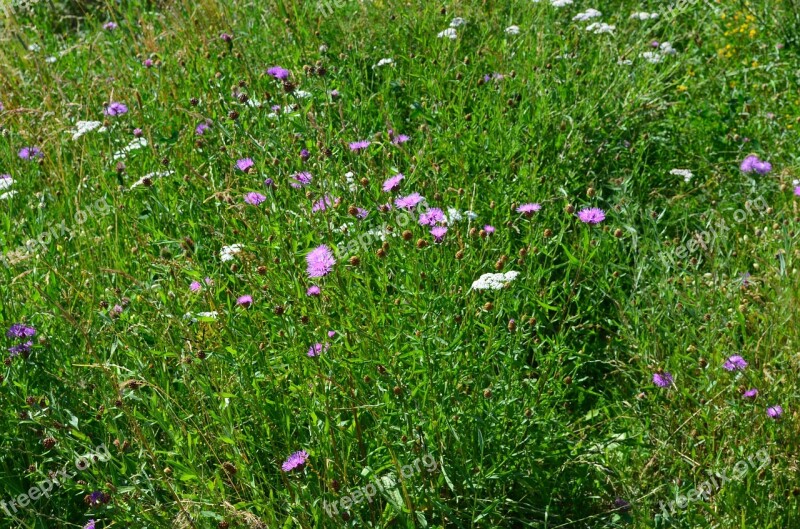 Meadow Flowers Summer Meadow Free Photos