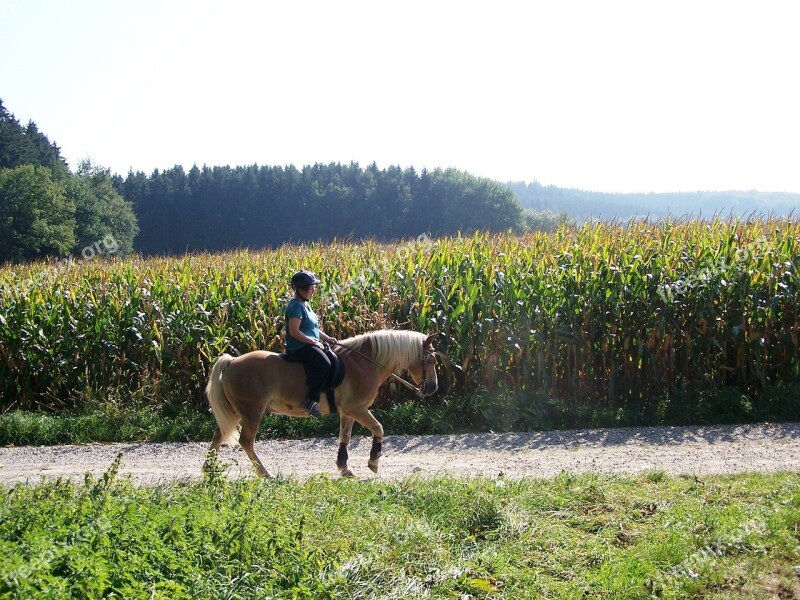 Ride Summer Girl Horse Free Photos