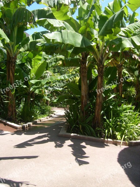 Banana Plantation Banana Path Nature Leaf