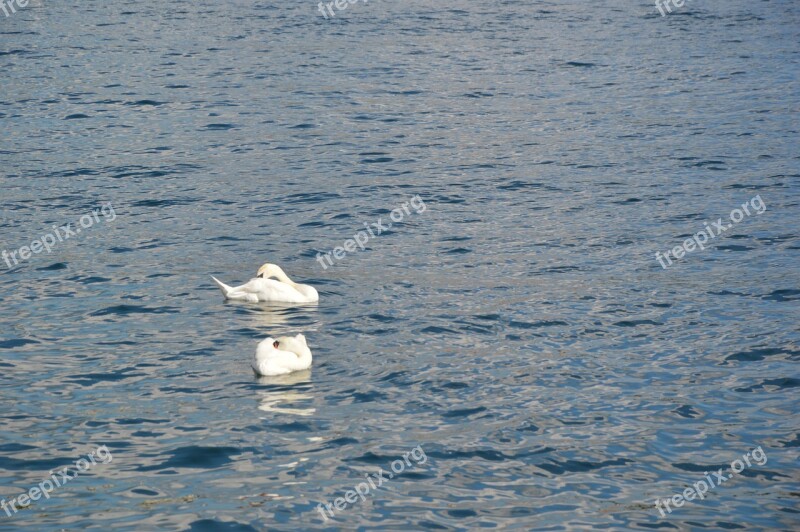 Swan Lake Swimming Free Photos