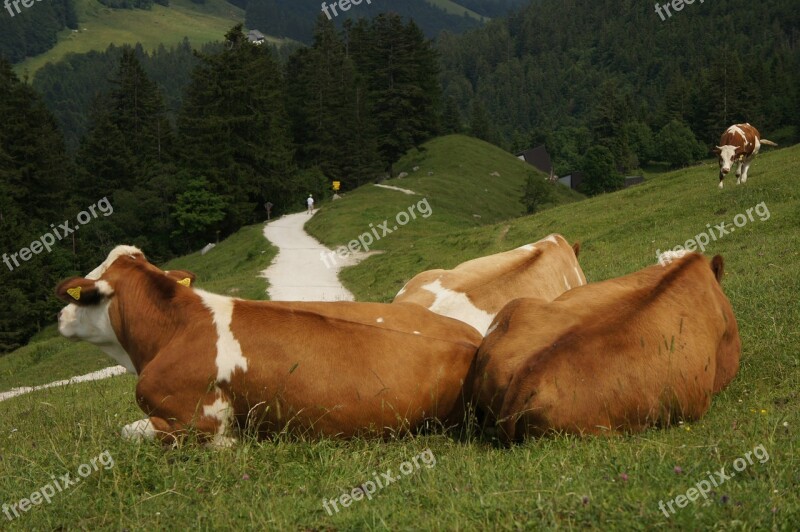 Cow Animal Relaxed Alm Kampenwand