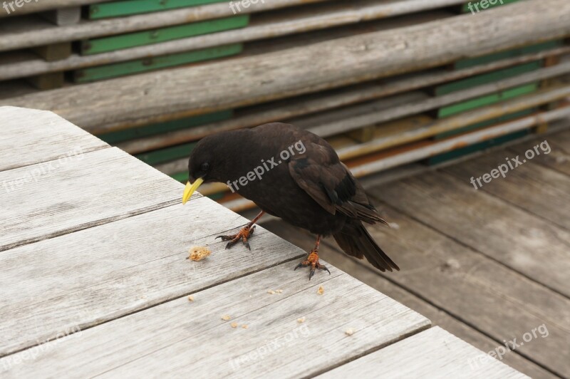 Bergdohle Bird Feather Raven Black