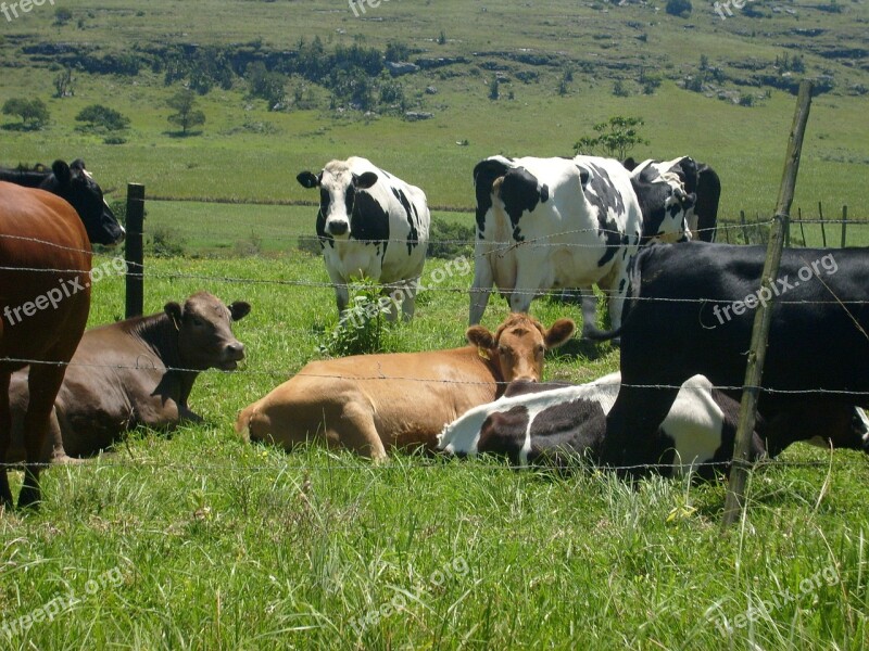 Cows Herd Roadside Grazing Nature