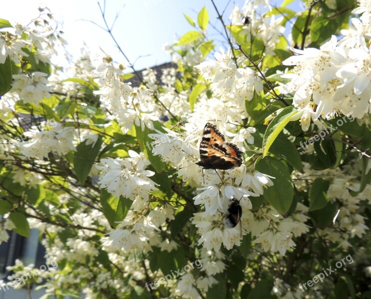 Little Fox Aglais Urticae Butterflies Butterfly Flower