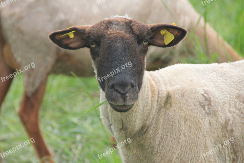 Sheep Agriculture Cattle Animal Wool