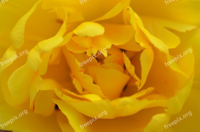 Rose Yellow Petals Spur Rose Bloom