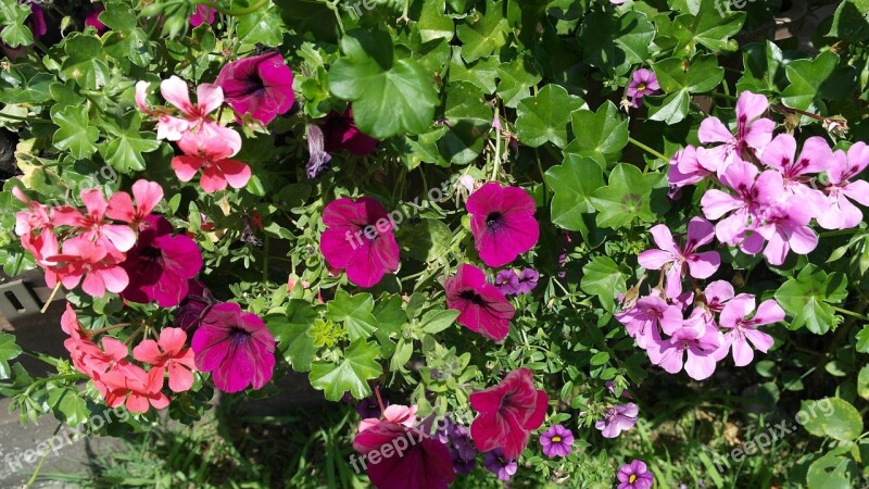 Petunia Geranium Summer Flowers Balcony Plants Nature