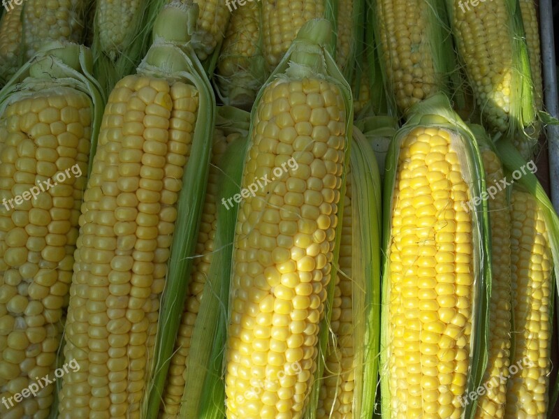 Corn Vegetables Plant Food Crop