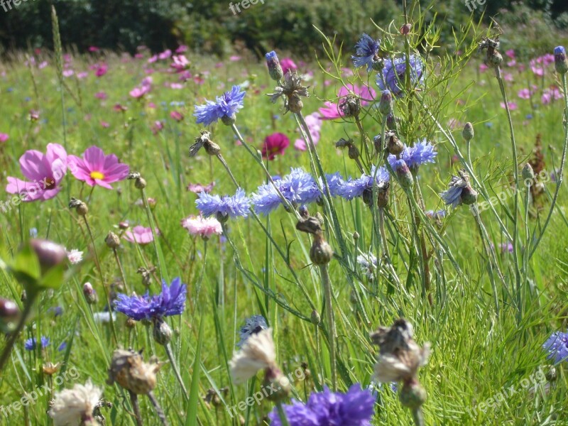 Summer Flowers Wild Flower Nature Meadow Color