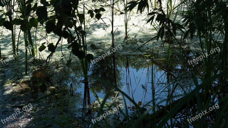 Nature Water Trueb Tree Plant