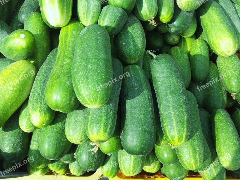 Cucumbers Food Fresh Green Garden