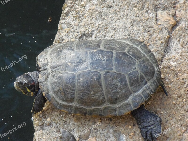 Turtle Animals Amphibians Free Photos