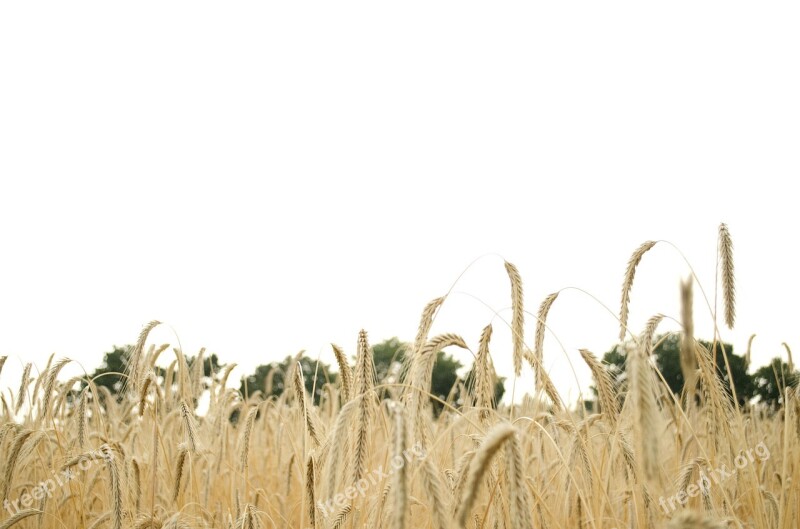 Wheat Wheat Field Wheat Spike Spike Cereals