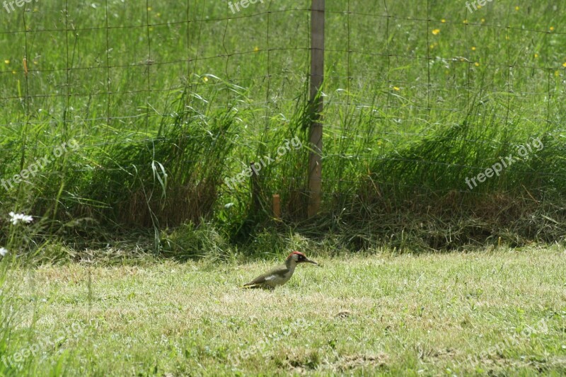 Green Woodpecker Meadow On The Ground Free Photos