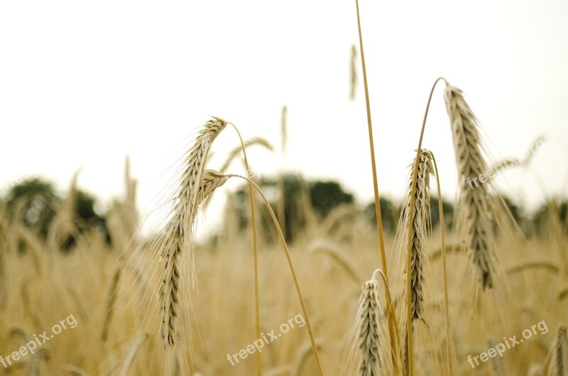 Wheat Wheat Field Wheat Spike Spike Cereals