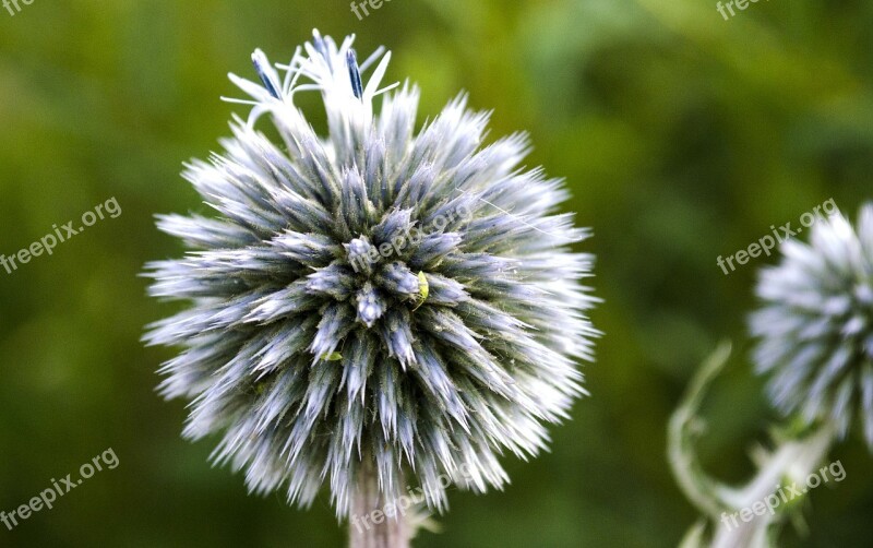 Macro Flower Flora Nature Purple