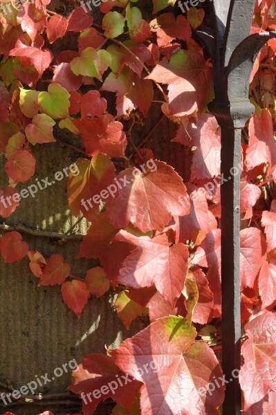 Autumn Vine Leaves In The Autumn Red Free Photos