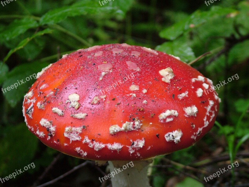 Fly Agaric Red Toxic Spotted Mushroom